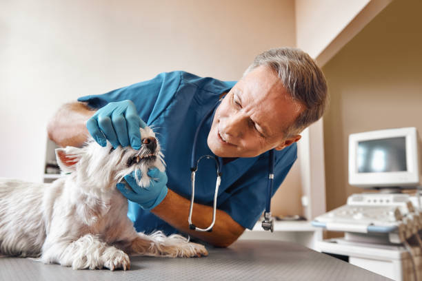 Best 24-Hour Emergency Dental Care in Jonesville, MI